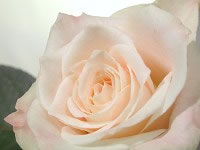 �����ө��Ƶķ���������