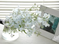 ʹ��������������á��عⲹ�����ķ������㾫����Ƭ