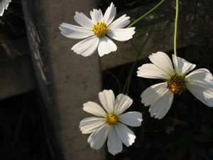 ʹ����������������ʻ���ͼ��