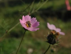 ʹ����������������ʻ���ͼ��